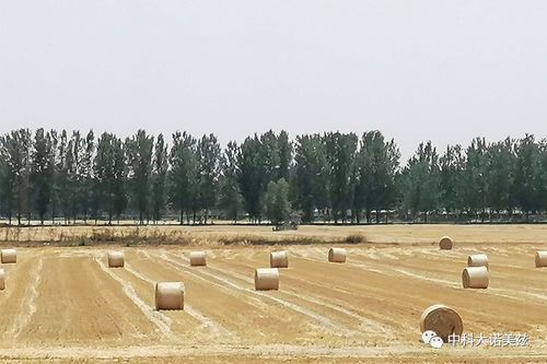 助力农业生产托管政策 实现农产品增产提质 诺美兹种植基地富硒小麦喜获丰收