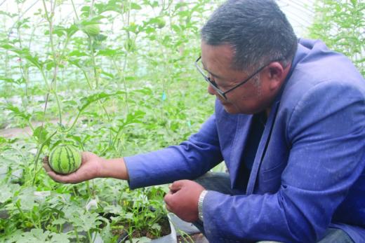 不用土壤也能种出土豆黄瓜番茄来 六横种粮大户让市民吃上绿色食品